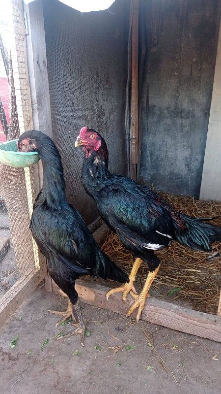 aseel pairs all healthy and active urgently sale all female lying eggs 0