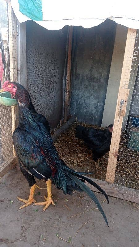 aseel pairs all healthy and active urgently sale all female lying eggs 1