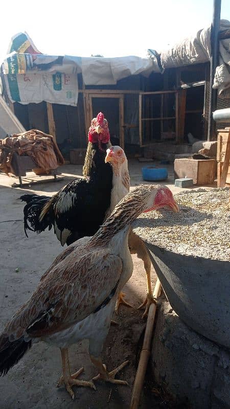 aseel pairs all healthy and active urgently sale all female lying eggs 3