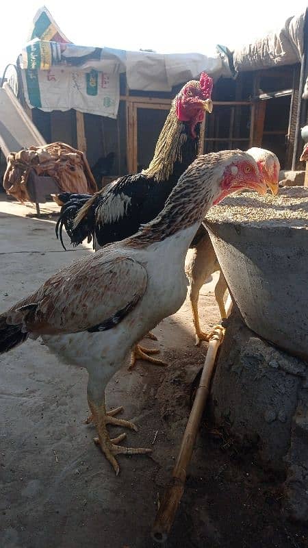 aseel pairs all healthy and active urgently sale all female lying eggs 4