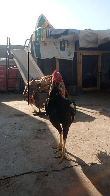 aseel pairs all healthy and active urgently sale all female lying eggs 5