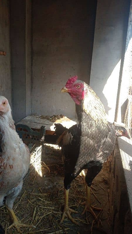 aseel pairs all healthy and active urgently sale all female lying eggs 8