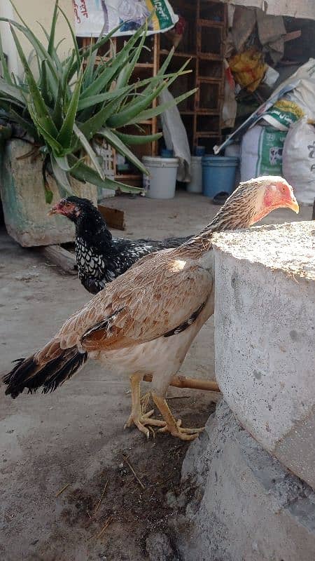 aseel pairs all healthy and active urgently sale all female lying eggs 9