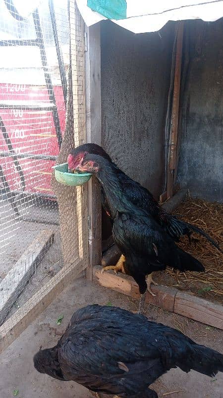 aseel pairs all healthy and active urgently sale all female lying eggs 10