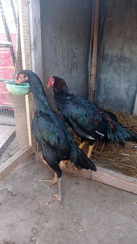 aseel pairs all healthy and active urgently sale all female lying eggs 11