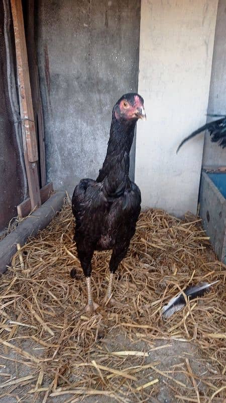 aseel pairs all healthy and active urgently sale all female lying eggs 12