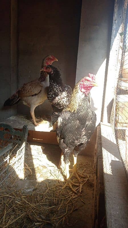 aseel pairs all healthy and active urgently sale all female lying eggs 13