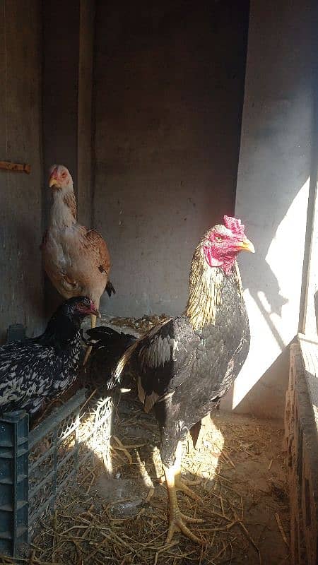 aseel pairs all healthy and active urgently sale all female lying eggs 14