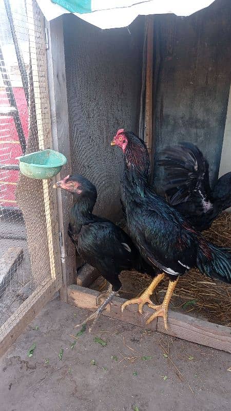 aseel pairs all healthy and active urgently sale all female lying eggs 15