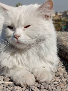 peshian cat