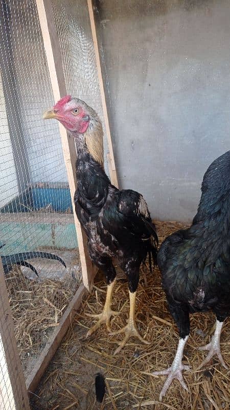 aseel pairs all healthy and active urgently sale all female lying eggs 16