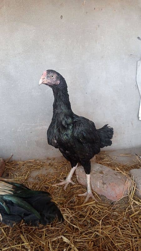 aseel pairs all healthy and active urgently sale all female lying eggs 17