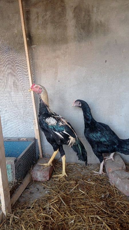 aseel pairs all healthy and active urgently sale all female lying eggs 18