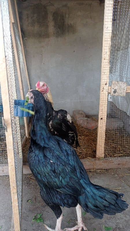 aseel pairs all healthy and active urgently sale all female lying eggs 19