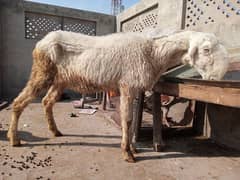 pure mundri female sheep and goat