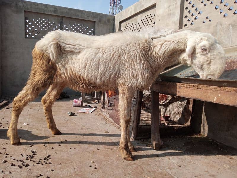 pure mundri female sheep and goat 0