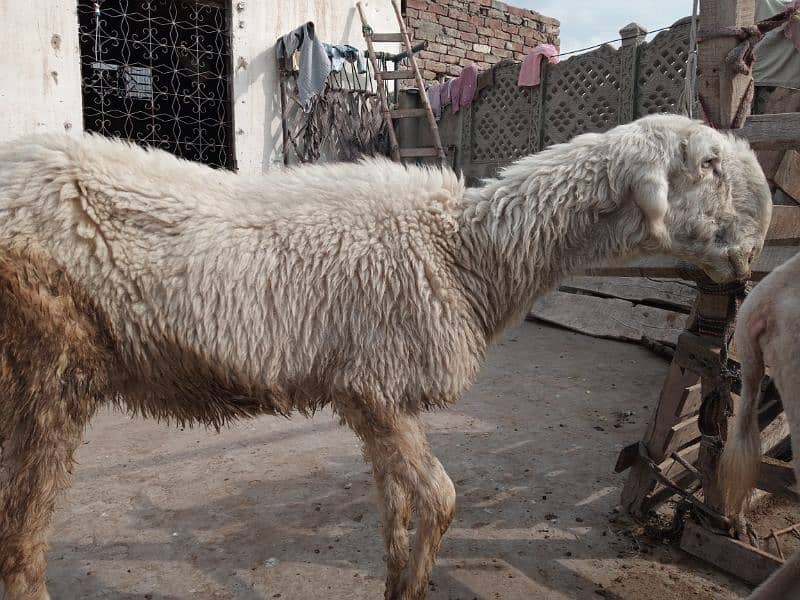 pure mundri female sheep and goat 1