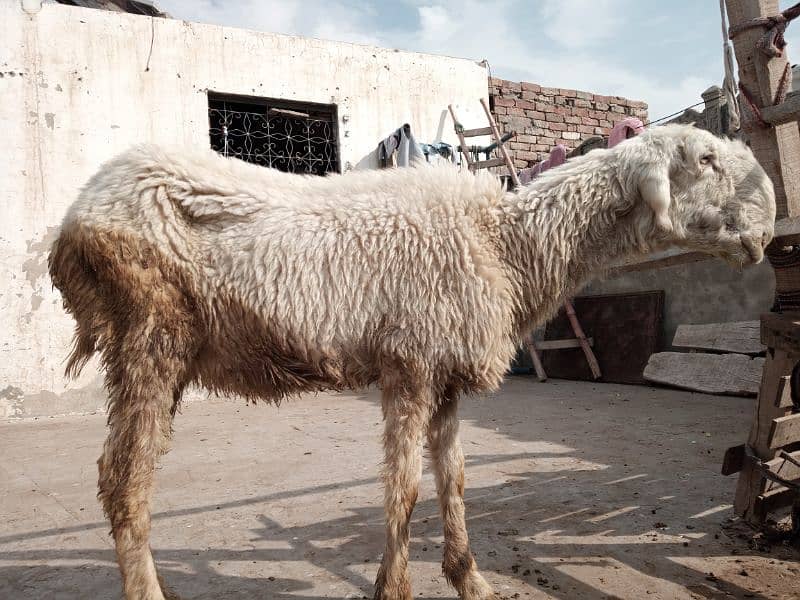 pure mundri female sheep and goat 2