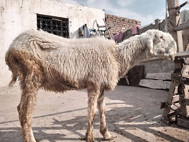 pure mundri female sheep and goat 3