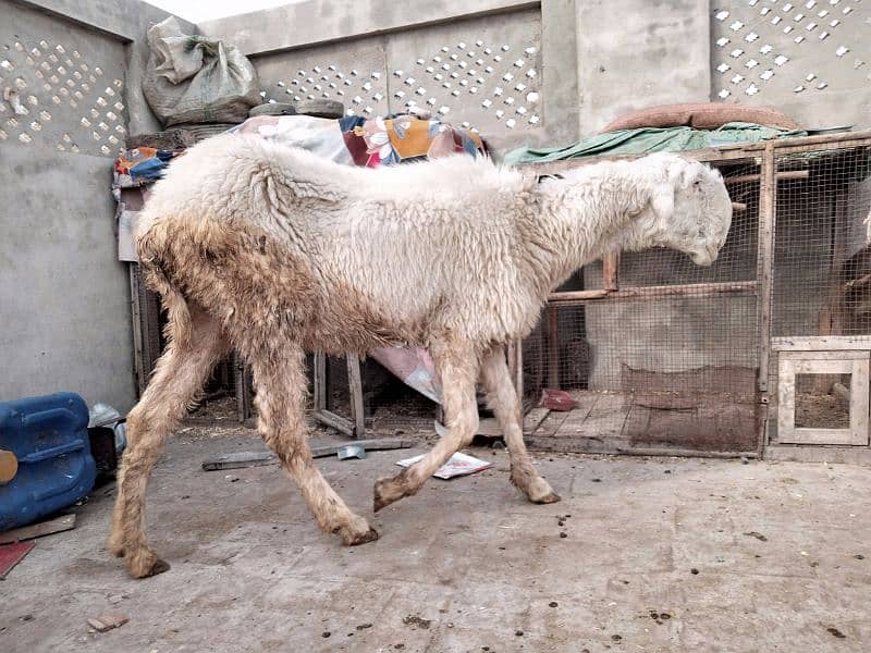 pure mundri female sheep and goat 4