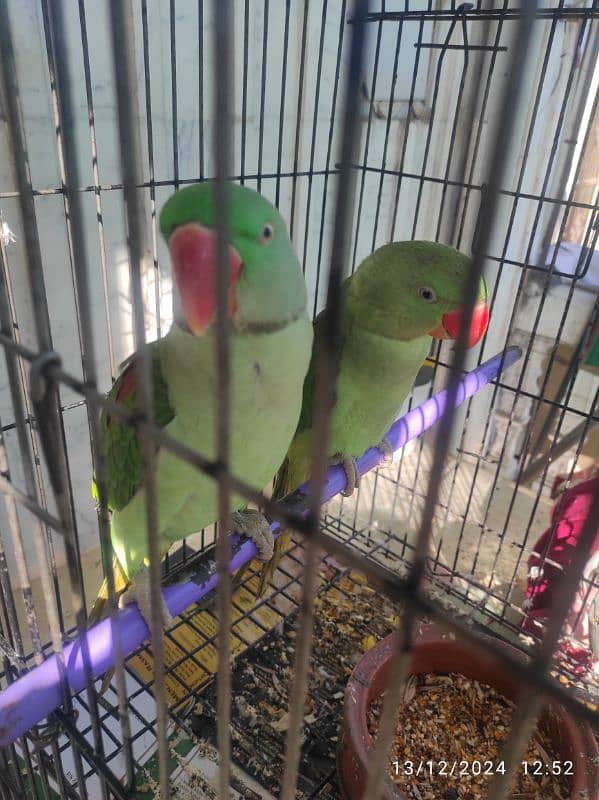 alexandrine parrots 0