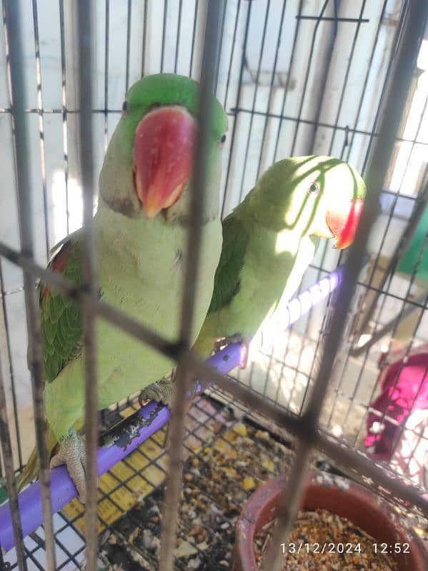 alexandrine parrots 1