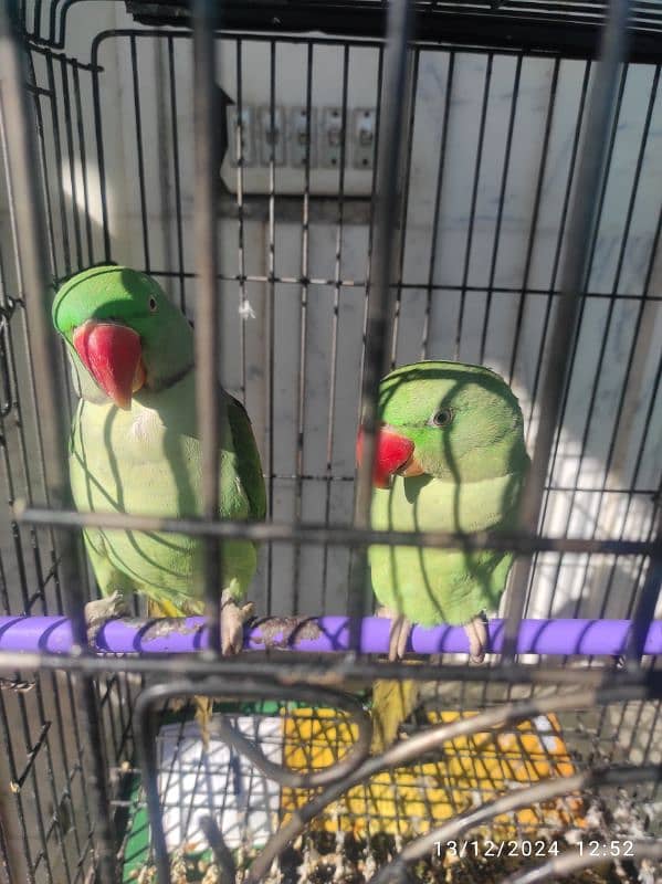 alexandrine parrots 2