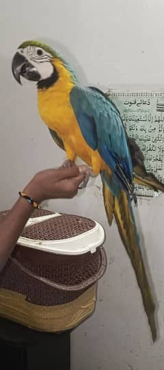 MACAW