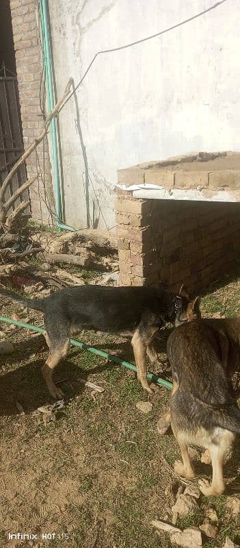 bagyari male and female dogs 0