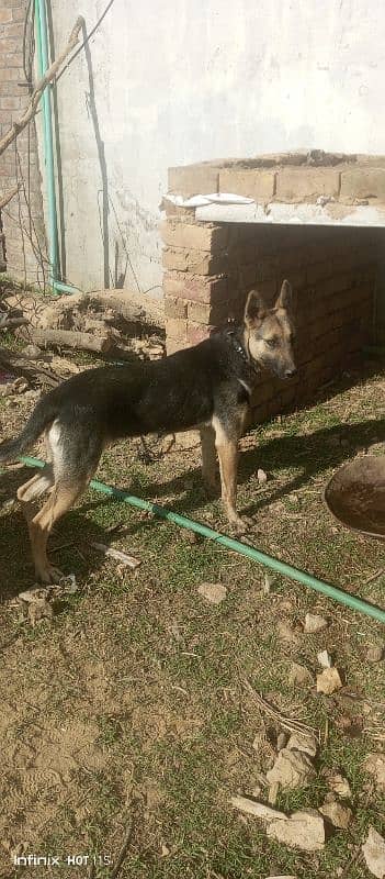 bagyari male and female dogs 1