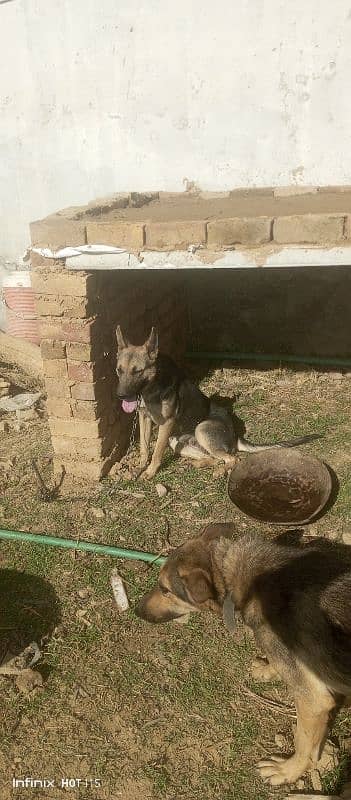 bagyari male and female dogs 3