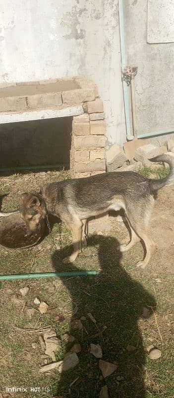 bagyari male and female dogs 4