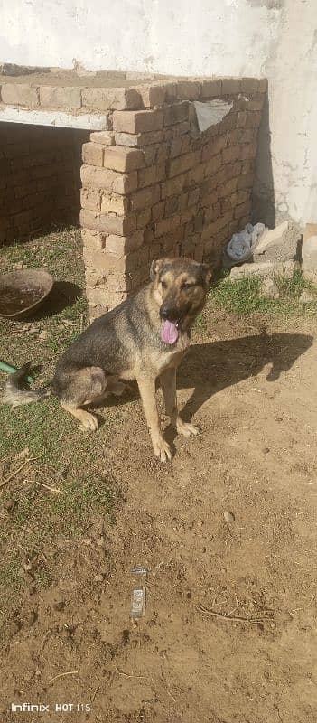 bagyari male and female dogs 5