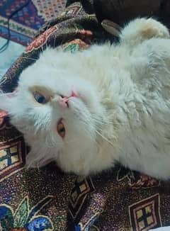 Persian male cat for sale