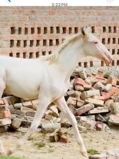 nukri horse for sale