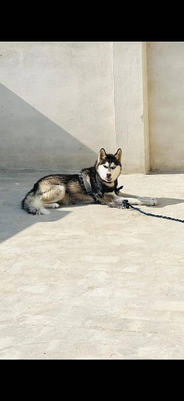 Dog, Husky, Siberian, Animal 3