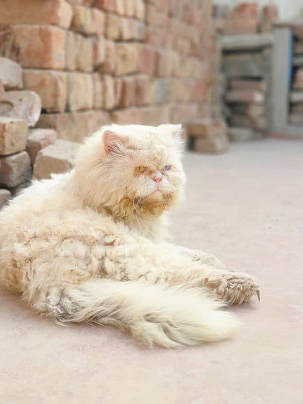 persian male available for stud 0