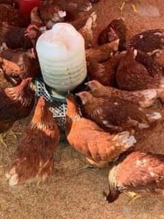 lohman brown starter hens healthy and active