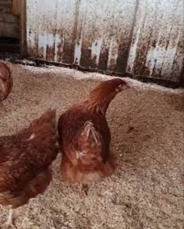 lohman brown starter hens healthy and active 1