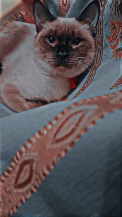 Siamese