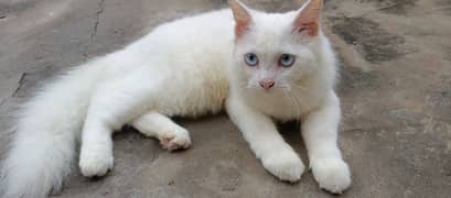 Cat for sale 5000