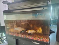 Fish Aquarium