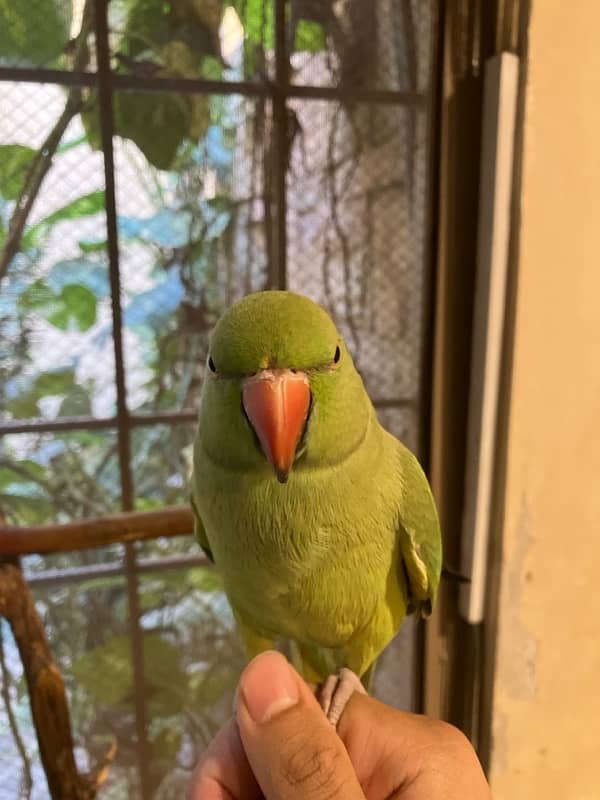 Parrot 2