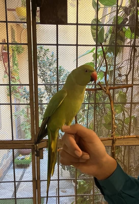 Parrot 4