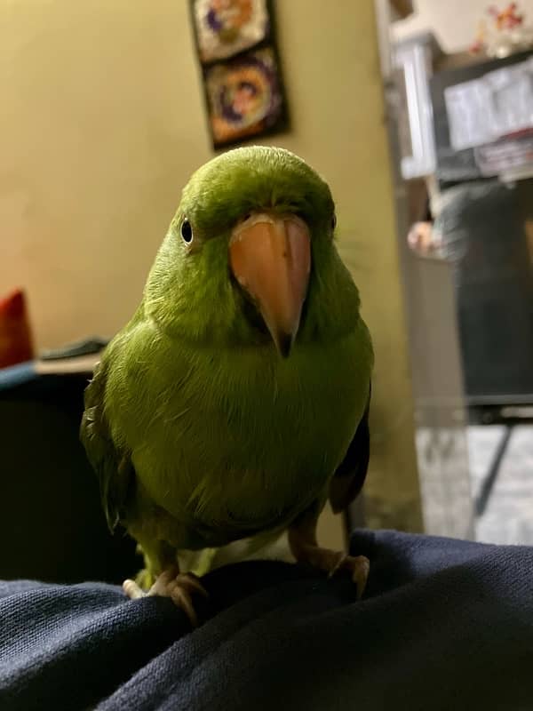 Parrot 5