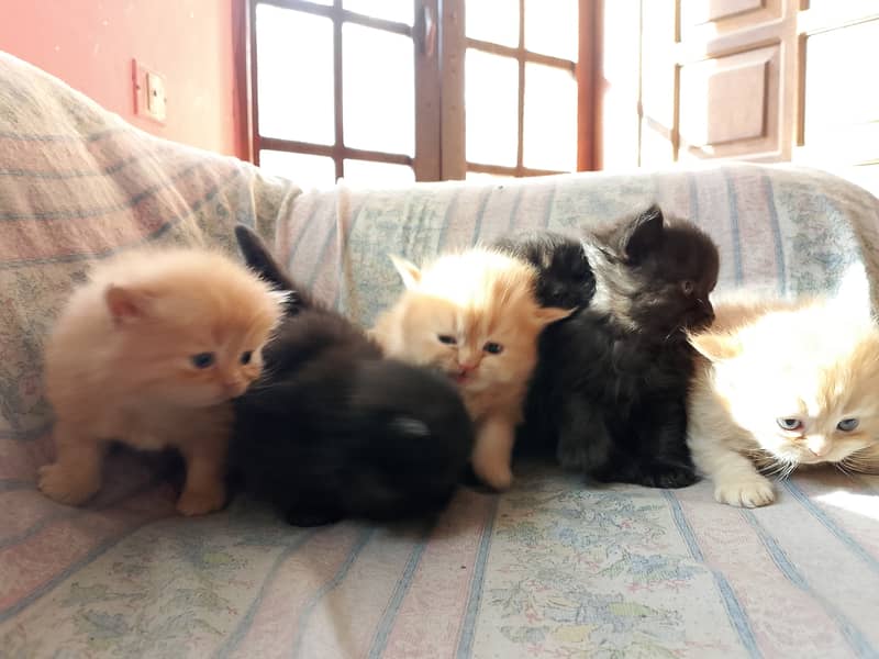 Persian kittens 0