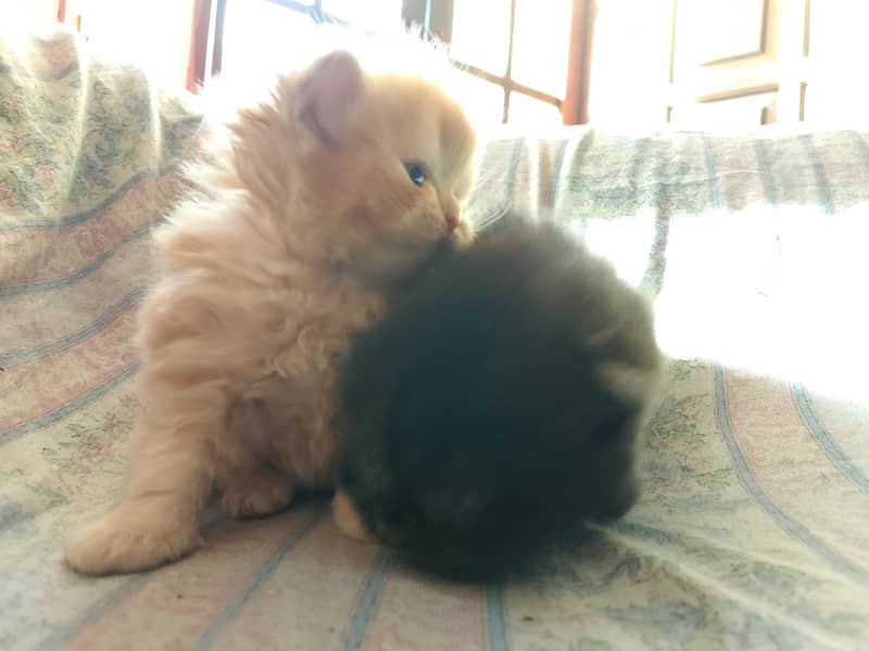 Persian kittens 1