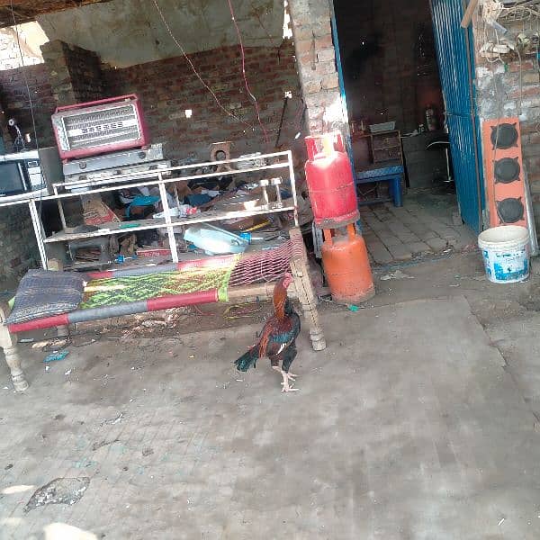 Hen,s for sale 0