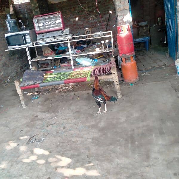 Hen,s for sale 1