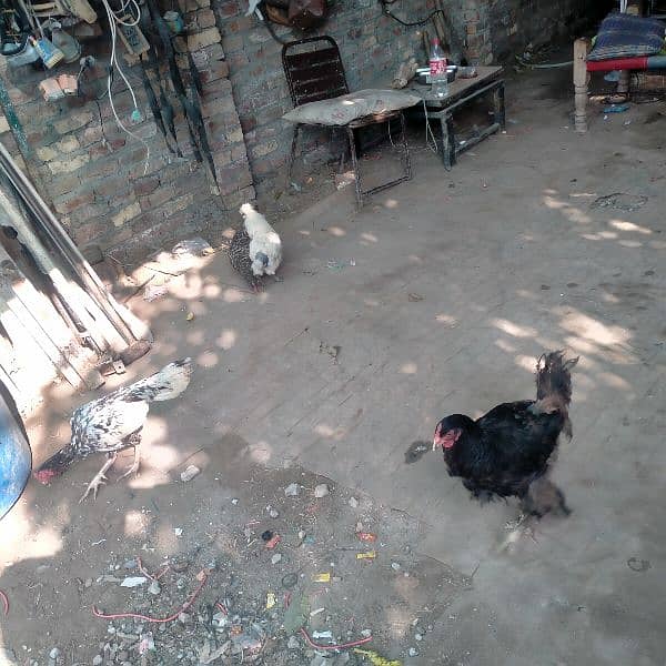 Hen,s for sale 2